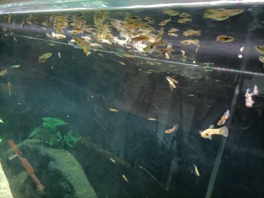 Guppys en grand nombre