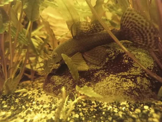 4 Ancistrus adultes
