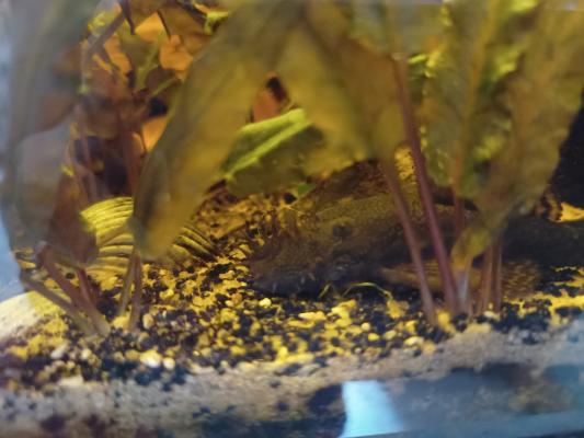 4 Ancistrus adultes