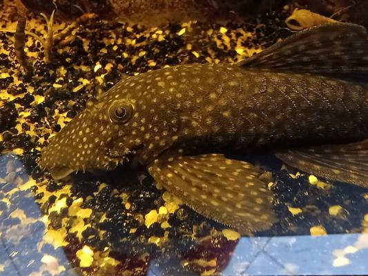 4 Ancistrus adultes
