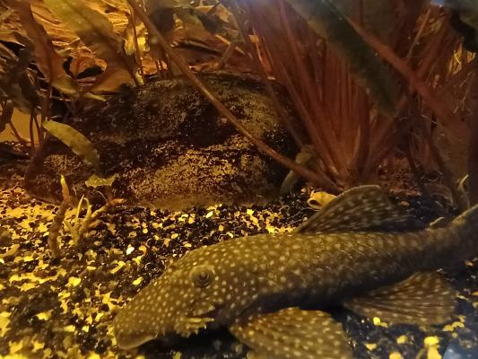 4 Ancistrus adultes