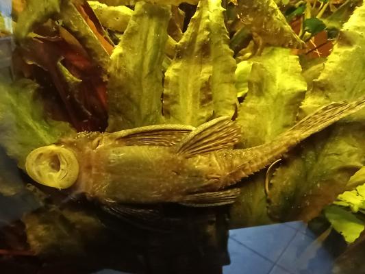 4 Ancistrus adultes