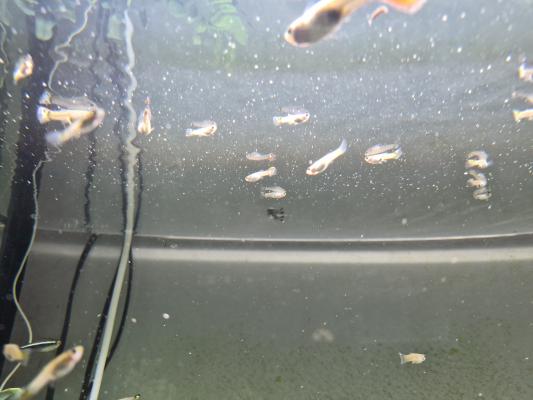 Guppys