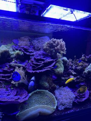 Aquarium Red Sea REEFER MAX Peninsula S-700 G2+ Et vivant