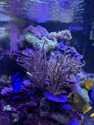 Aquarium Red Sea REEFER MAX Peninsula S-700 G2+ Et vivant