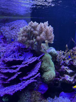 Aquarium Red Sea REEFER MAX Peninsula S-700 G2+ Et vivant