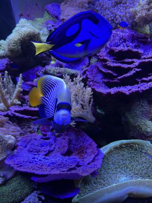 Aquarium Red Sea REEFER MAX Peninsula S-700 G2+ Et vivant