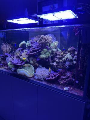 Aquarium Red Sea REEFER MAX Peninsula S-700 G2+ Et vivant