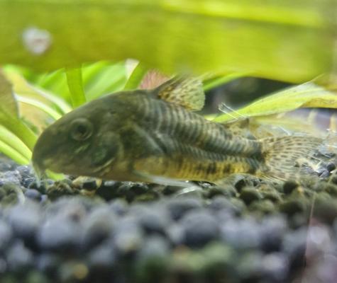 Corydoras paleatus poivré