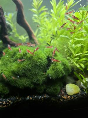 Crevettes Neocaridina davidi Red Cherry