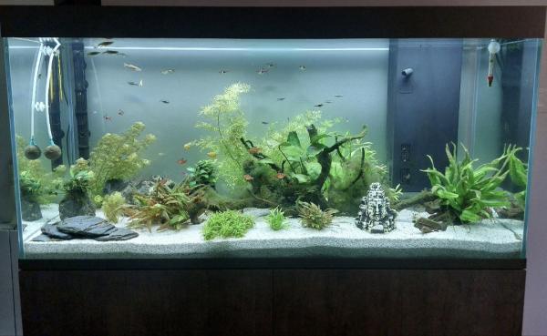 Aquarium + meuble + équipements