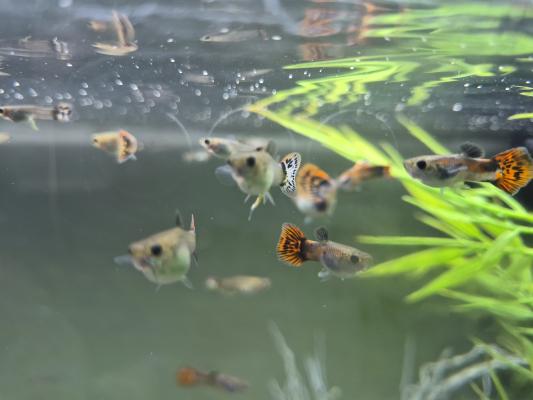 Guppys
