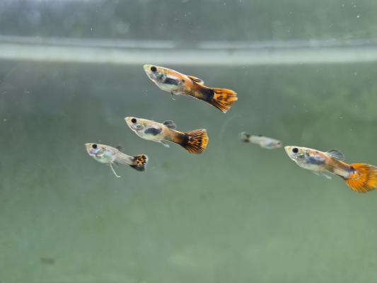 Guppys