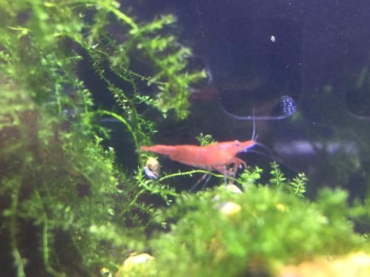 Crevettes néocaridina Red Sakura (Sakura Red)