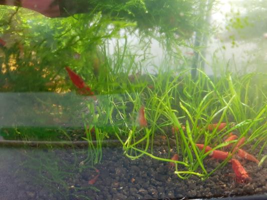 Crevettes néocaridina Red Sakura (Sakura Red)