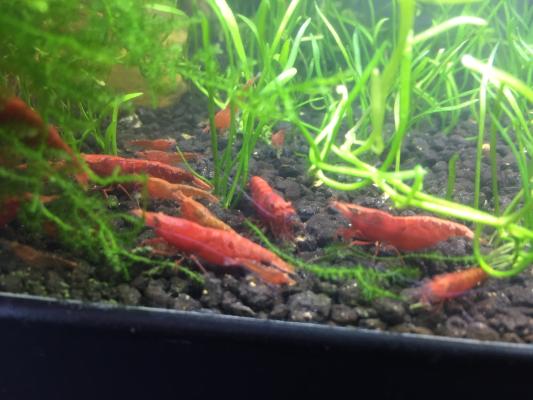 Crevettes néocaridina Red Sakura (Sakura Red)
