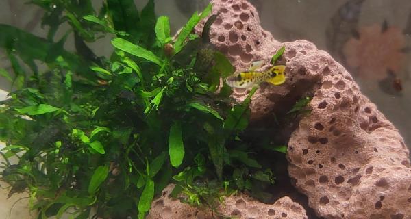 Guppy