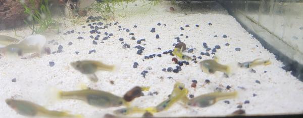 Guppy