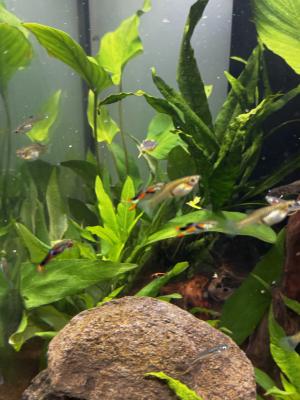 Endler nés en bassin extérieur été