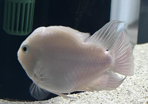 Poisson perroquet