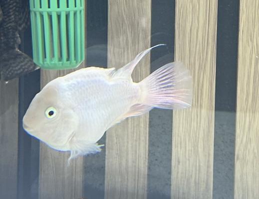 Poisson perroquet