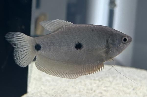 Gourami à trois tâches