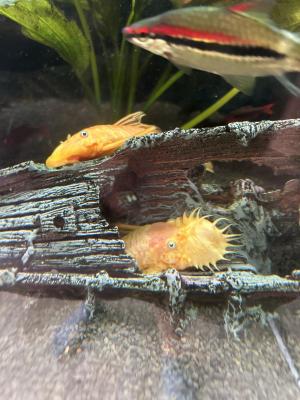 Ancistrus