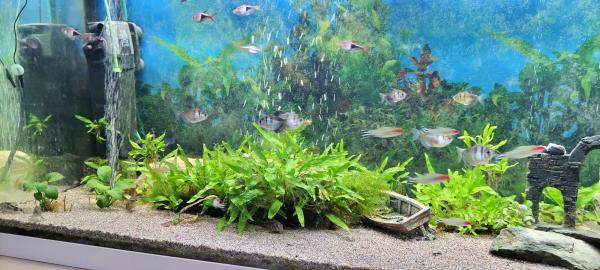 aquarium Juwel RIO 240 L