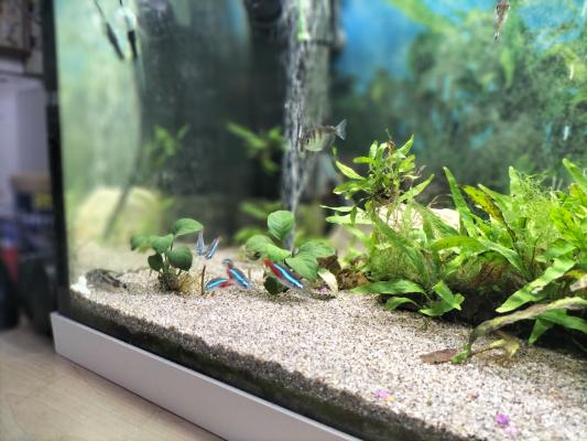 aquarium Juwel RIO 240 L