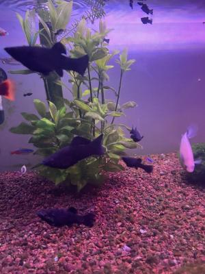Magnifiques Black Molly – 2 € pièce 🐟
