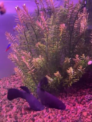 Magnifiques Black Molly – 2 € pièce 🐟