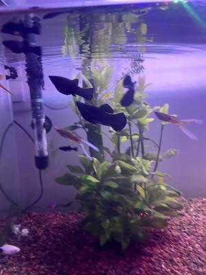 Magnifiques Black Molly – 2 € pièce 🐟