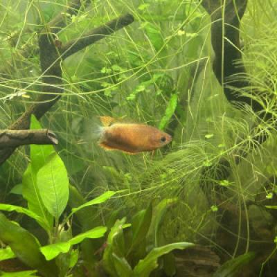 Mâle Gouramis miel (Trichogaster chuna)