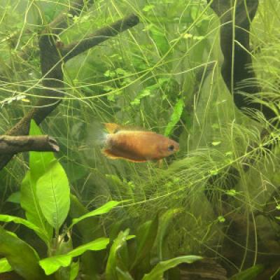Mâle Gouramis miel (Trichogaster chuna)