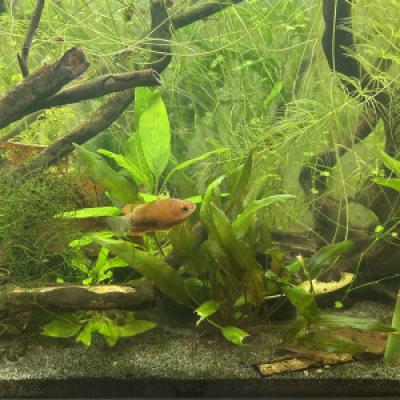 Mâle Gouramis miel (Trichogaster chuna)