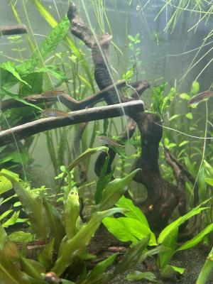 Banc de Danio choprae