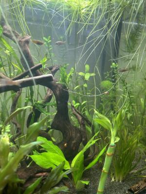 Banc de Danio choprae