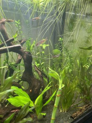 Banc de Danio choprae
