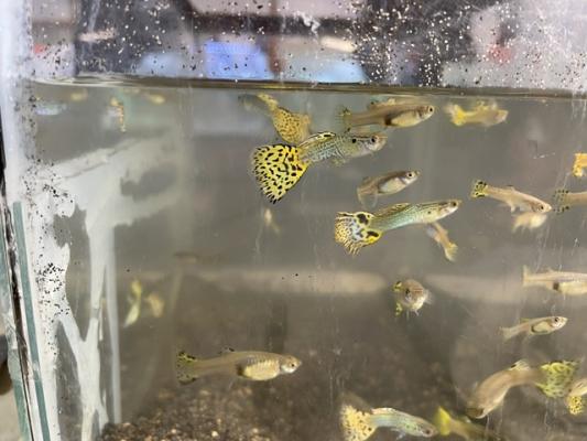 Guppy yellow snake