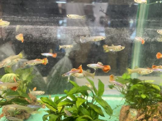Guppys