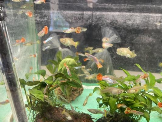 Guppys
