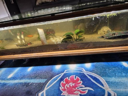 Table basse aquarium