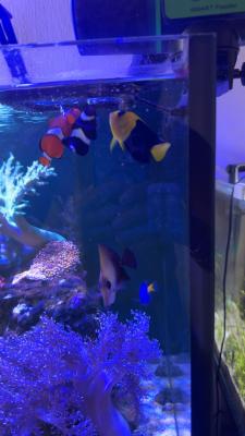 Poissons et coraux d’eau de mer
