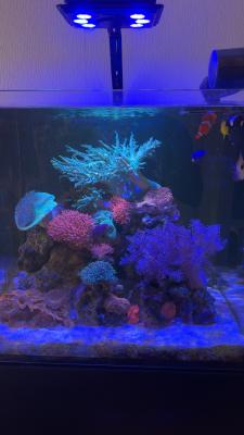 Poissons et coraux d’eau de mer