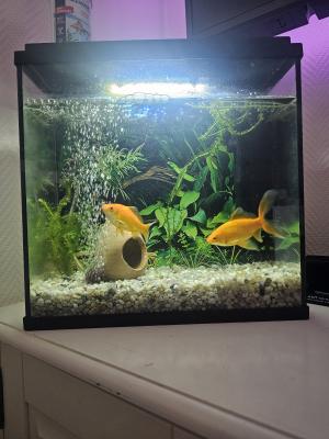 Aquarium complet + 2 poisson