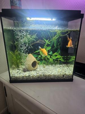 Aquarium complet + 2 poisson