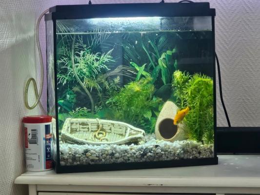 Aquarium complet + 2 poisson