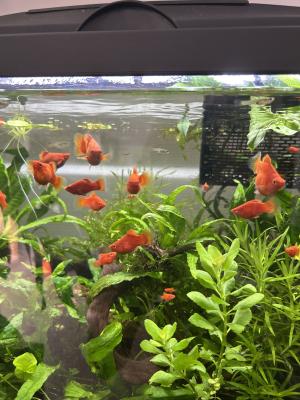 Platys rouge corail intense