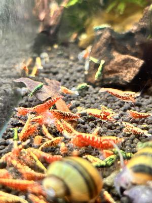 Caridinas galaxy fishbone red