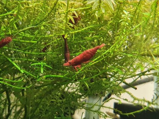 Neocaridina Red fire